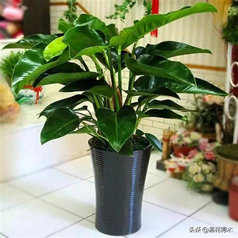 綠色植物 風水